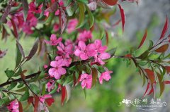 ‘草地火’海棠 Malus ‘Prairie Fire’