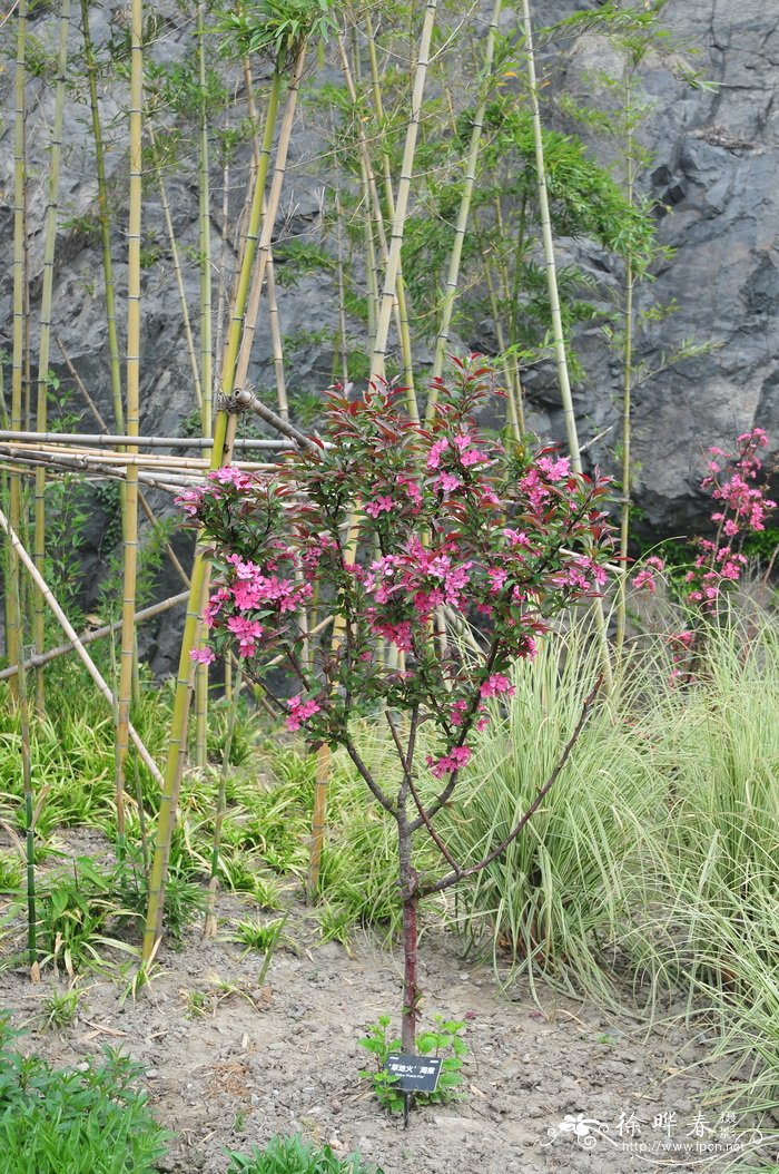 ‘草地火’海棠 Malus ‘Prairie Fire’ ‘草地火’海棠 Malus ‘Prairie Fire’