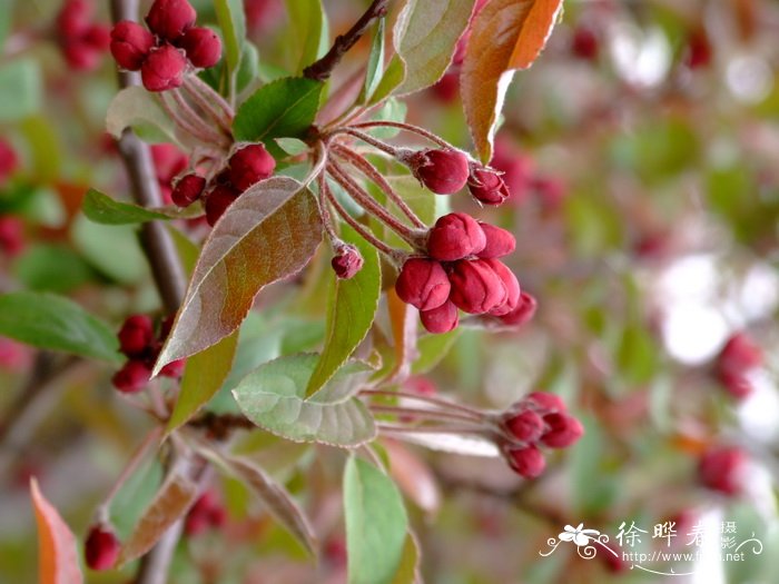 ‘绚丽’海棠Malus ‘Radiant’