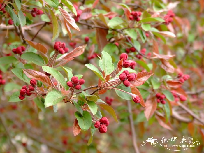 ‘绚丽’海棠Malus ‘Radiant’