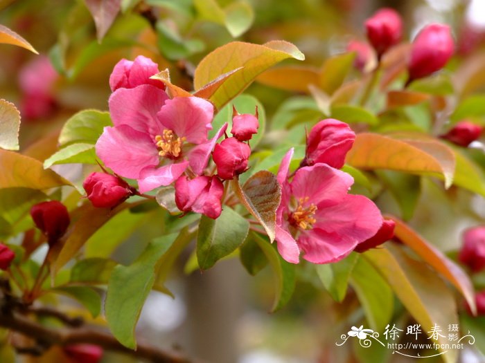 ‘红丽’海棠 Malus ‘Red splender’ ‘红丽’海棠 Malus ‘Red splender’