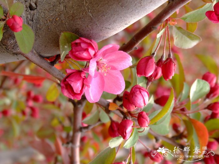 ‘钻石’海棠 Malus ‘Sarkler’