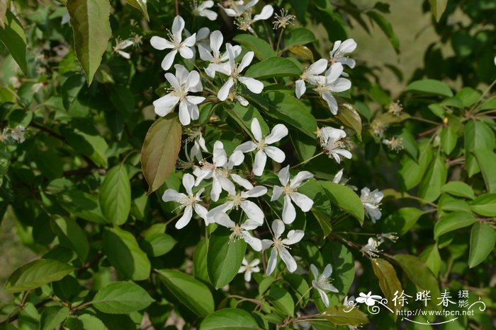 山荆子Malus baccata 山荆子Malus baccata