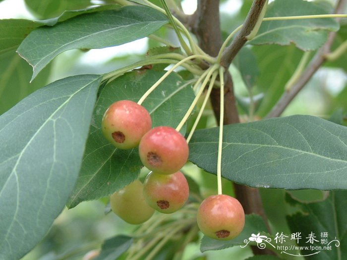 山荆子Malus baccata