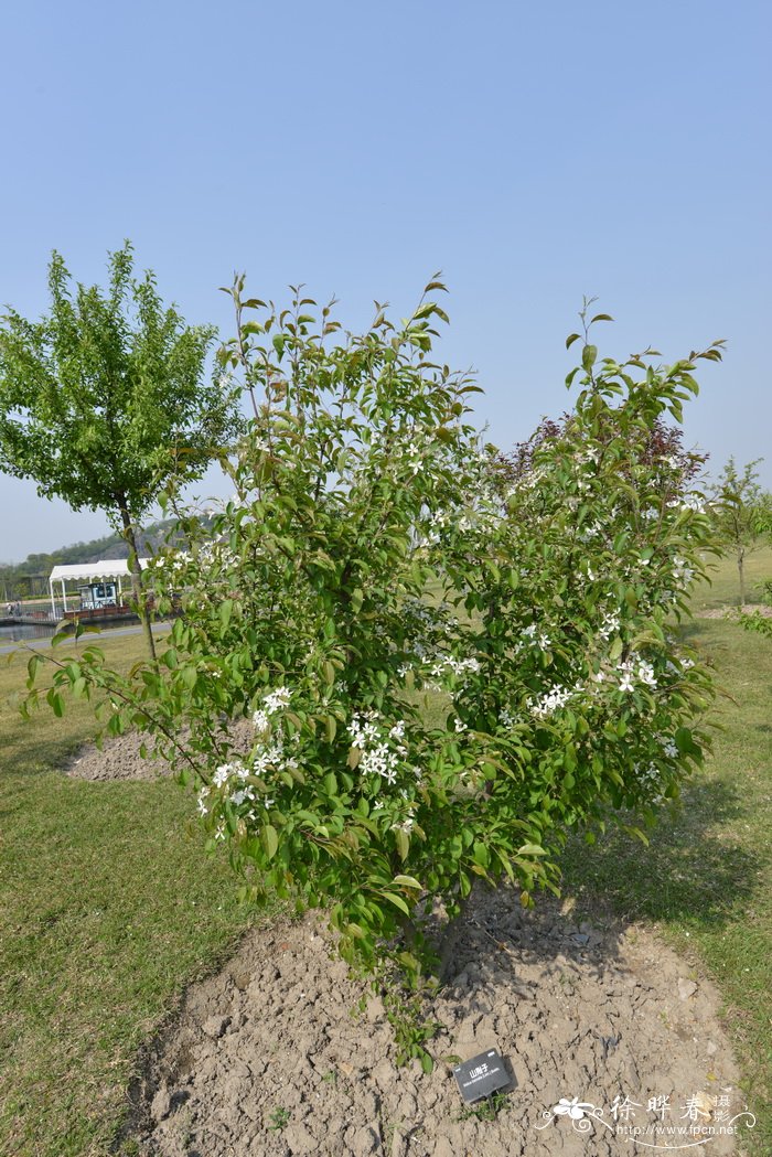 山荆子Malus baccata 山荆子Malus baccata