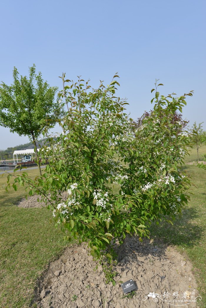 山荆子Malus baccata