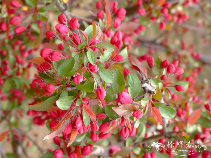 ‘钻石’海棠 Malus ‘Sarkler’ ‘钻石’海棠 Malus ‘Sarkler’