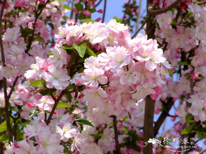 西府海棠Malus ×micromalus 西府海棠Malus ×micromalus