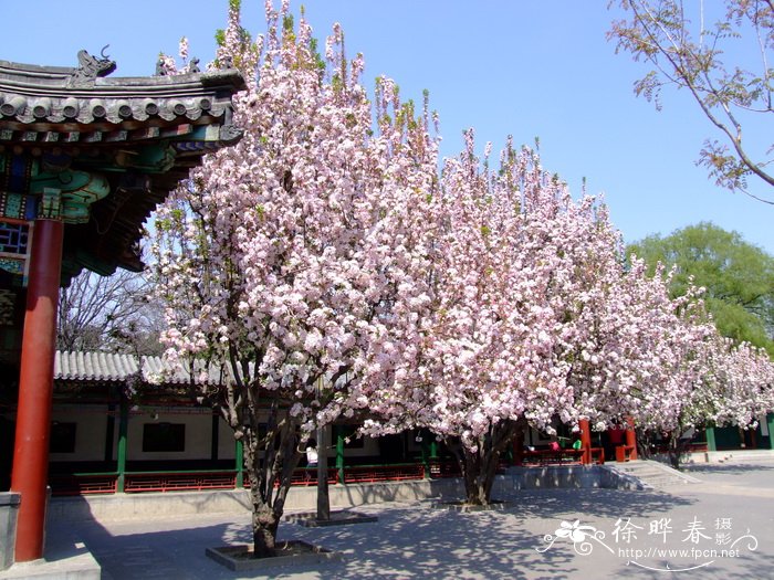 西府海棠Malus ×micromalus 西府海棠Malus ×micromalus