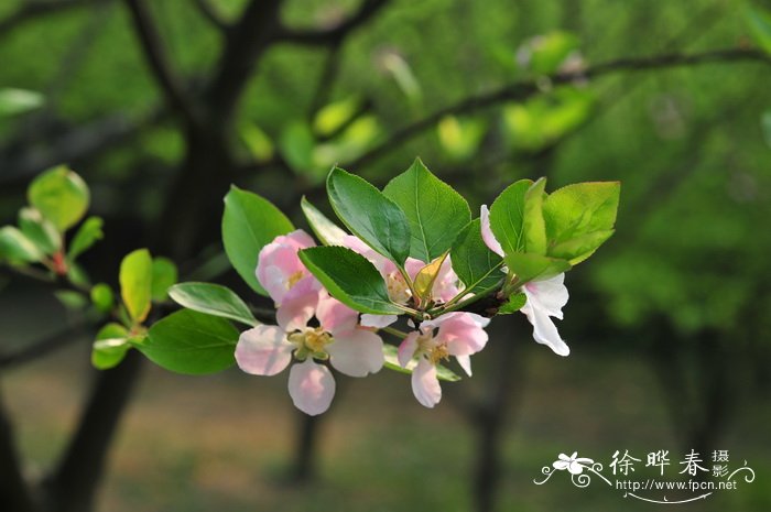 花红Malus asiatica 花红Malus asiatica