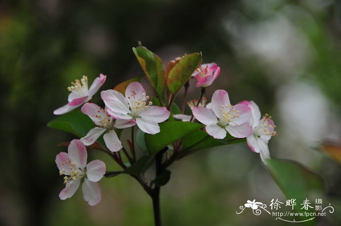 垂丝海棠Malus halliana