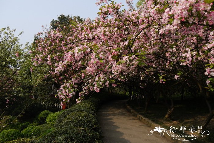 垂丝海棠Malus halliana 垂丝海棠Malus halliana