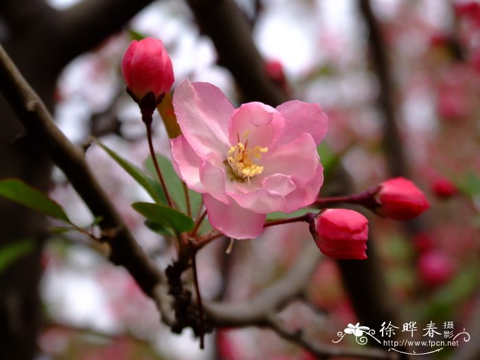垂丝海棠Malus halliana 垂丝海棠Malus halliana