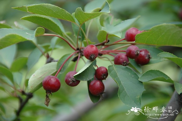 垂丝海棠Malus halliana