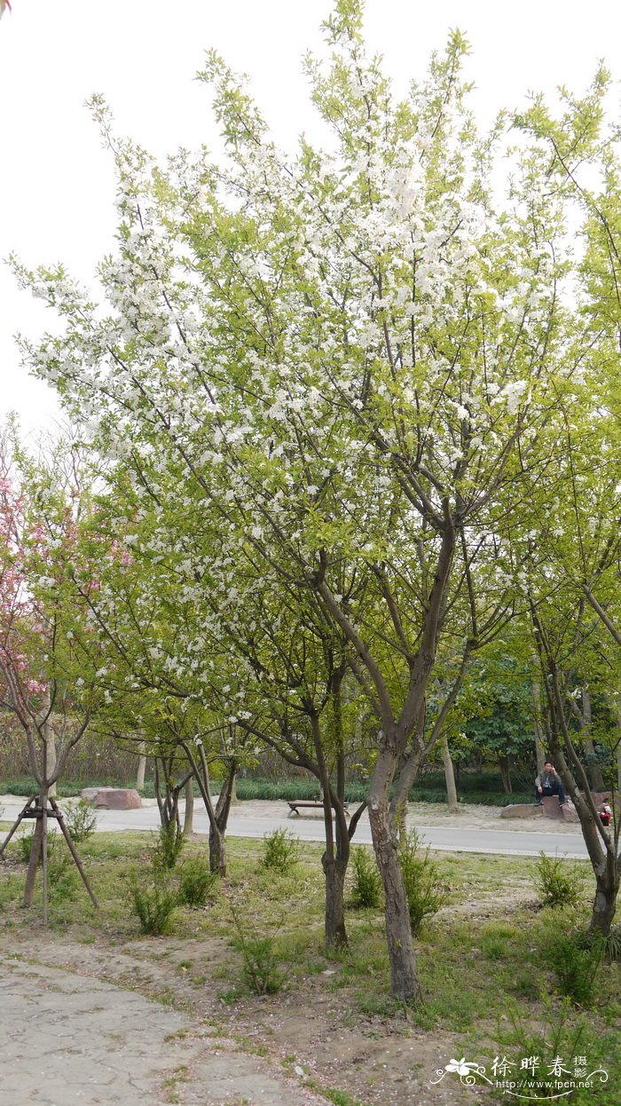 湖北海棠 Malus hupehensis