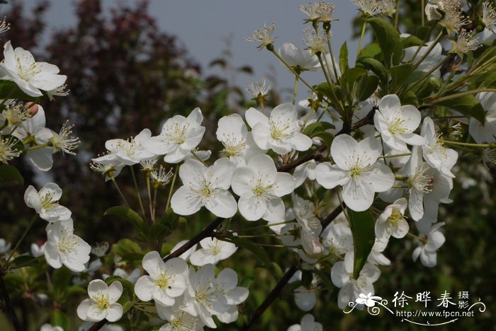 毛山荆子Malus mandshurica 毛山荆子Malus mandshurica