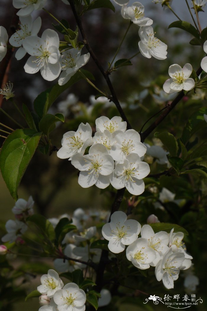 毛山荆子Malus mandshurica 毛山荆子Malus mandshurica