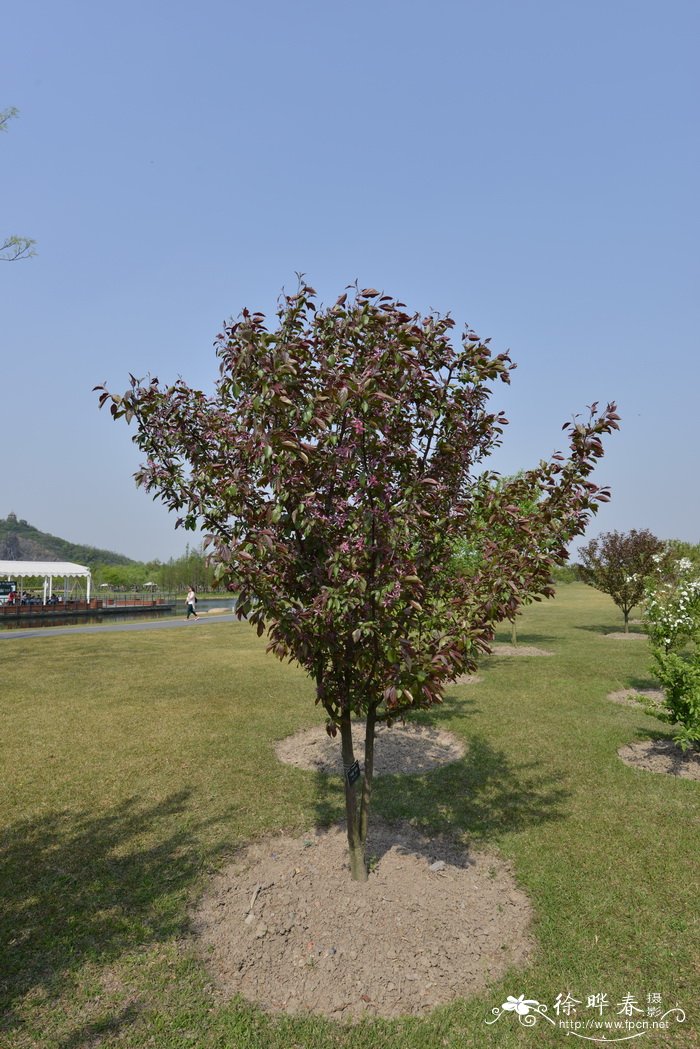 ‘丰富’海棠Malus 'Profusion' ‘丰富’海棠Malus 'Profusion'