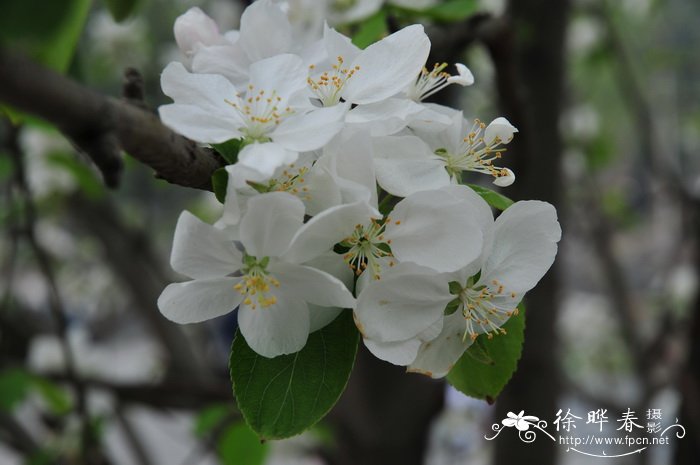 八棱海棠 Malus prunifolia 八棱海棠 Malus prunifolia
