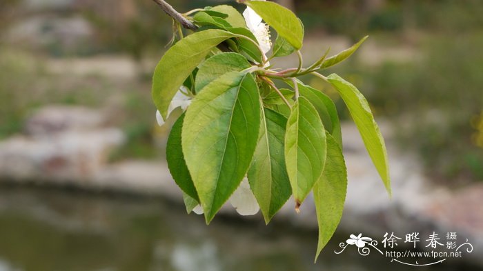八棱海棠 Malus prunifolia 八棱海棠 Malus prunifolia
