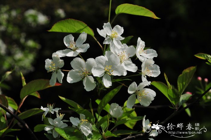 三裂海棠Malus sieboldii