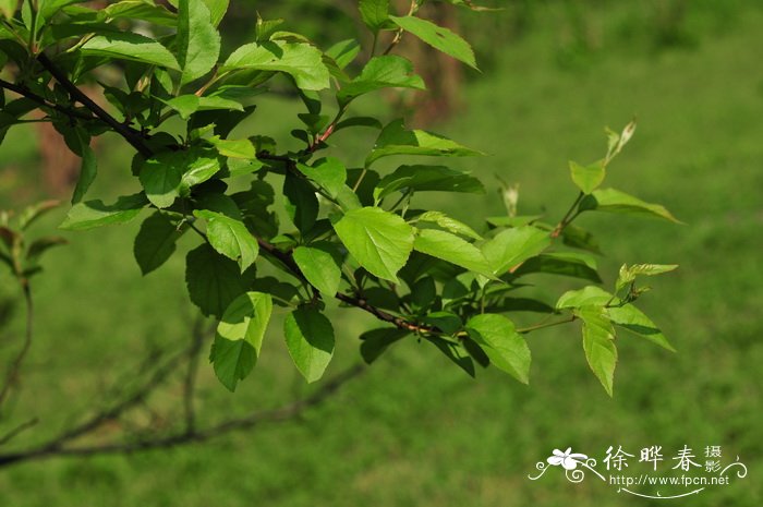 三裂海棠Malus sieboldii