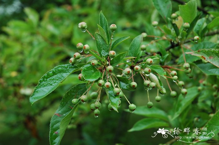 三裂海棠Malus sieboldii