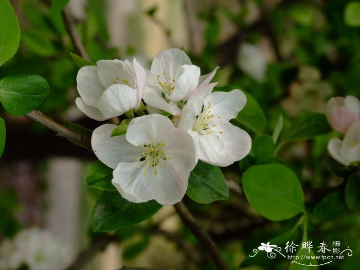 新疆野苹果 Malus sieversii 新疆野苹果 Malus sieversii