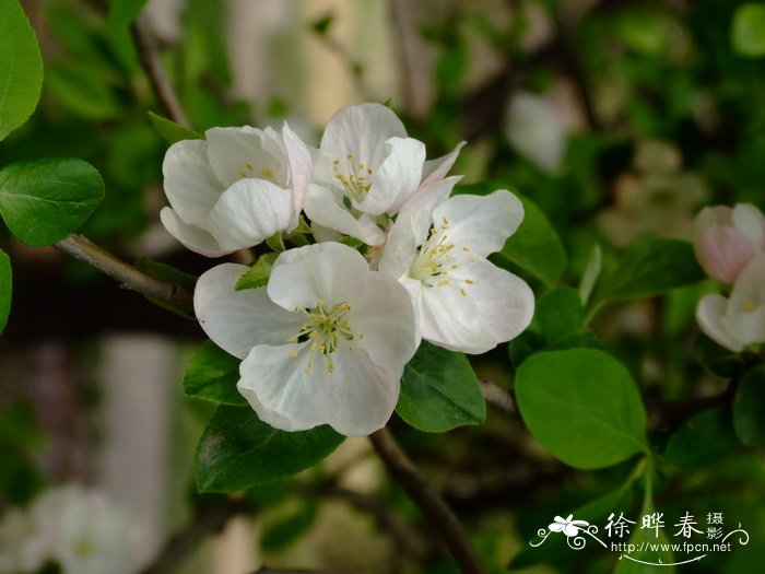 新疆野苹果 Malus sieversii