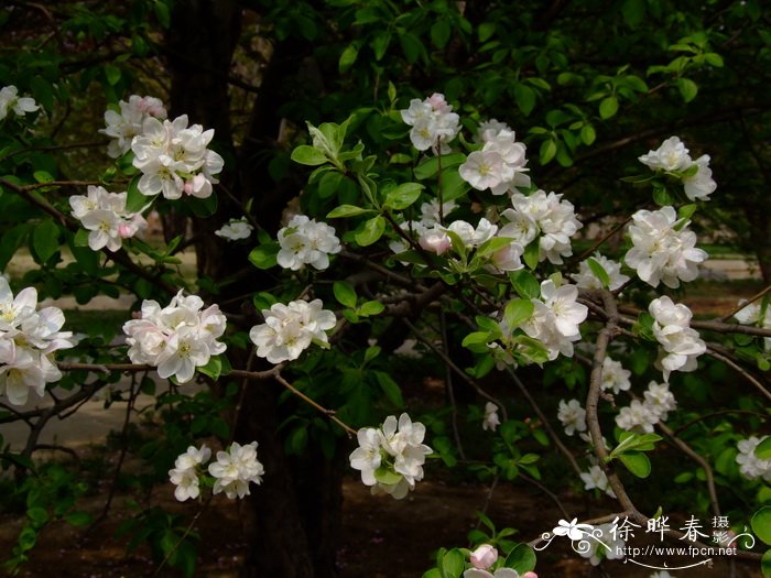 新疆野苹果 Malus sieversii