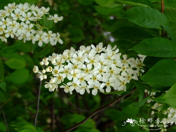稠李 Padus avium 稠李 Padus avium