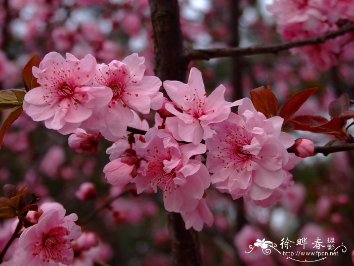 美人梅Prunus × blireana 美人梅Prunus × blireana