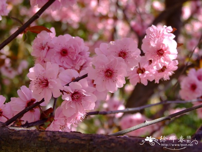 美人梅Prunus × blireana 美人梅Prunus × blireana