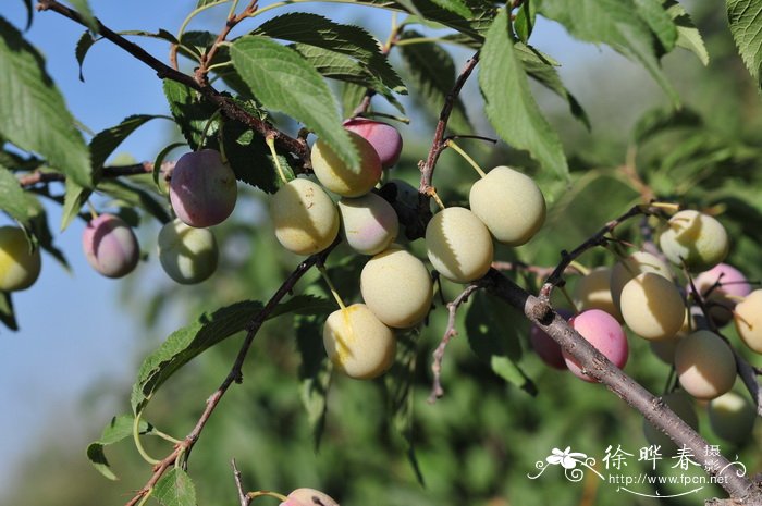 美国李Prunus americana