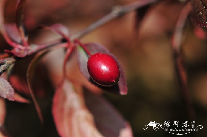 紫叶李Prunus cerasifera f. atropurpurea