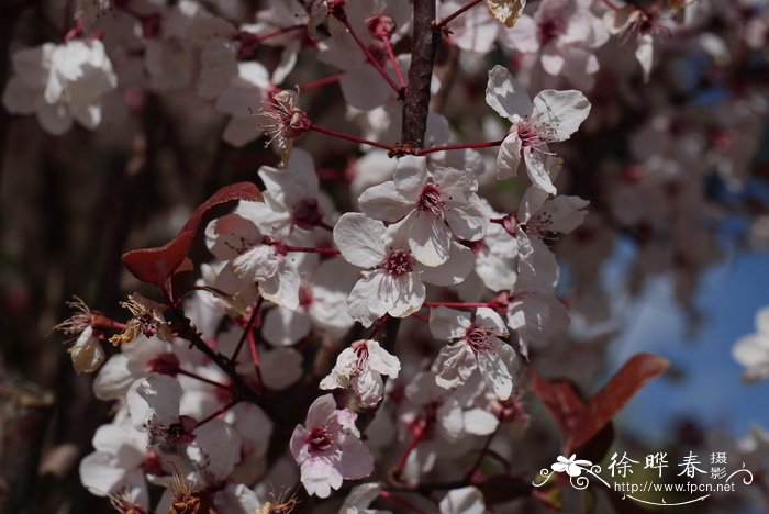 紫叶李Prunus cerasifera f. atropurpurea