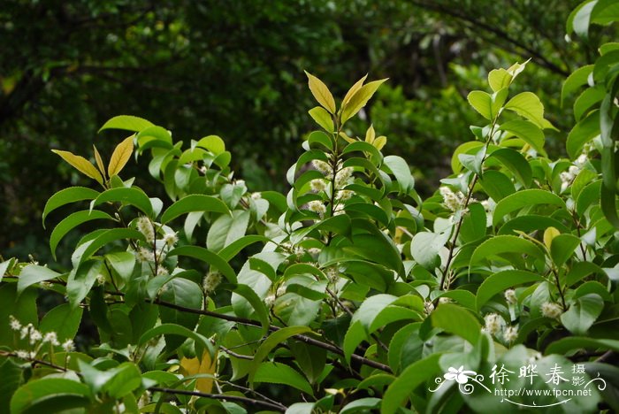 大叶桂樱Laurocerasus zippeliana 大叶桂樱Laurocerasus zippeliana