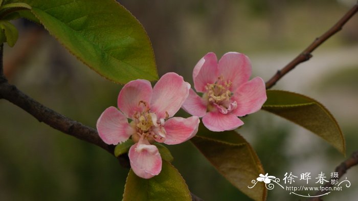 木瓜Chaenomeles sinensis 木瓜Chaenomeles sinensis