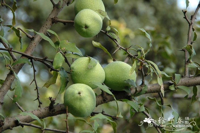 木瓜Chaenomeles sinensis