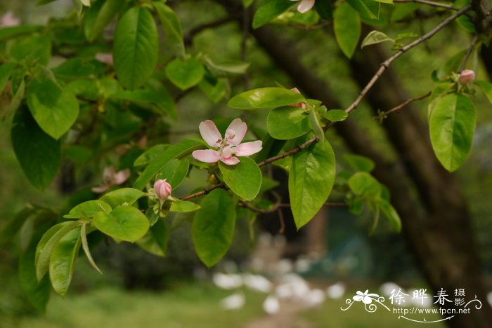 木瓜Chaenomeles sinensis 木瓜Chaenomeles sinensis
