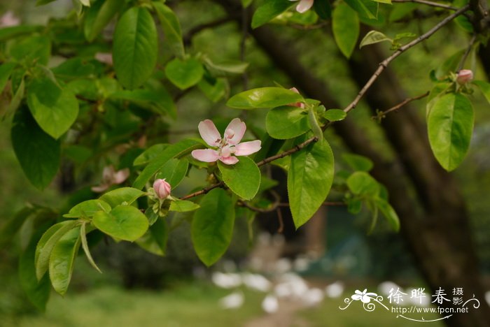 木瓜Chaenomeles sinensis