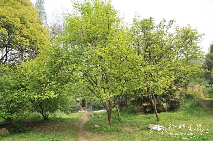 木瓜Chaenomeles sinensis 木瓜Chaenomeles sinensis