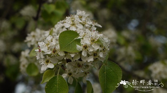 杜梨Pyrus betulifolia