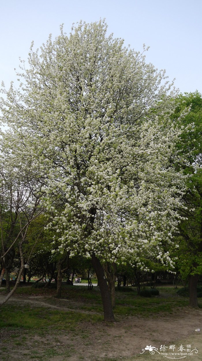 杜梨Pyrus betulifolia