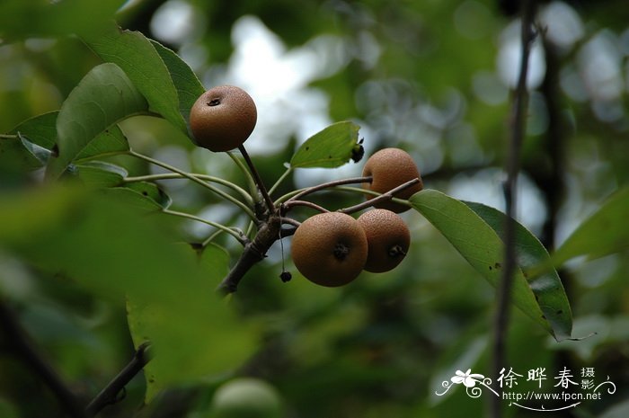 沙梨Pyrus pyrifolia 沙梨Pyrus pyrifolia