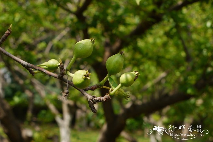 沙梨Pyrus pyrifolia 沙梨Pyrus pyrifolia