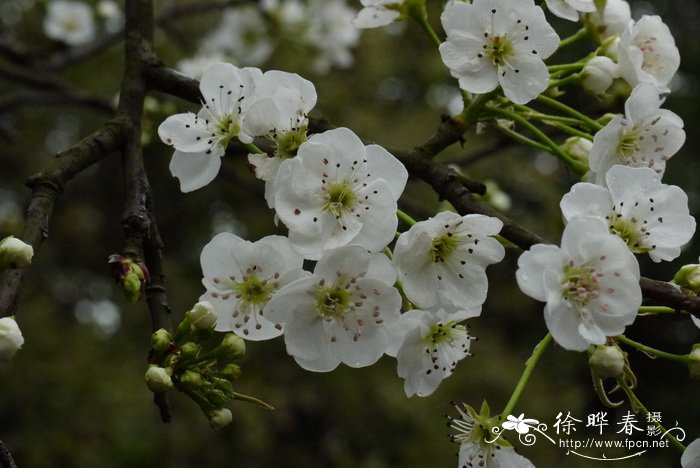 沙梨Pyrus pyrifolia 沙梨Pyrus pyrifolia