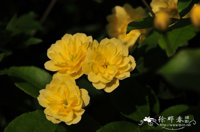 黄木香Rosa banksiae f. lutea 黄木香Rosa banksiae f. lutea