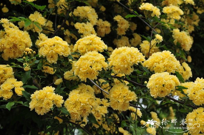 黄木香Rosa banksiae f. lutea 黄木香Rosa banksiae f. lutea