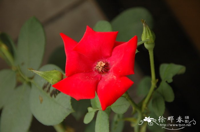 ‘至高无上’藤本月季Rosa 'Altissimo' ‘至高无上’藤本月季Rosa 'Altissimo'
